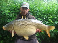 plump common